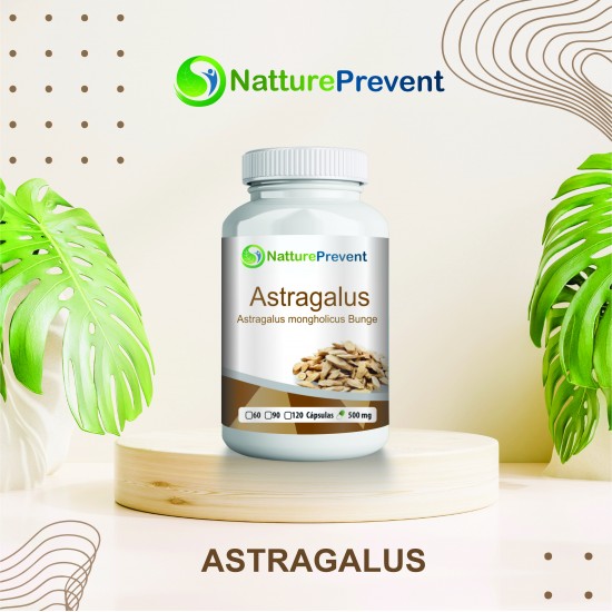 Astragalus 500 mg