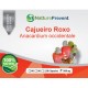 Cajueiro Roxo 500mg - Suplemento Alimentar 100% Natural