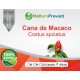 Cana de Macaco 500mg - Suplemento Alimentar 100% Natural