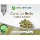 Cana do Brejo 500mg - Suplemento Alimentar 100% Natural
