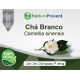 Chá Branco 500mg - Suplemento Alimentar 100% Natural